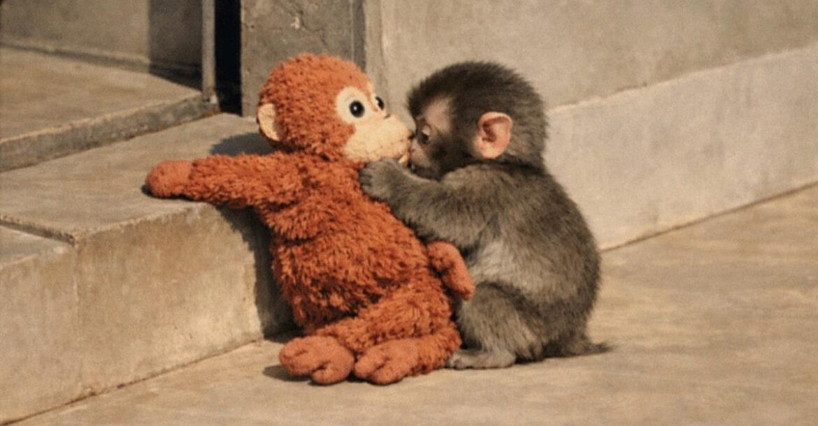 The Viral Punch Monkey Story