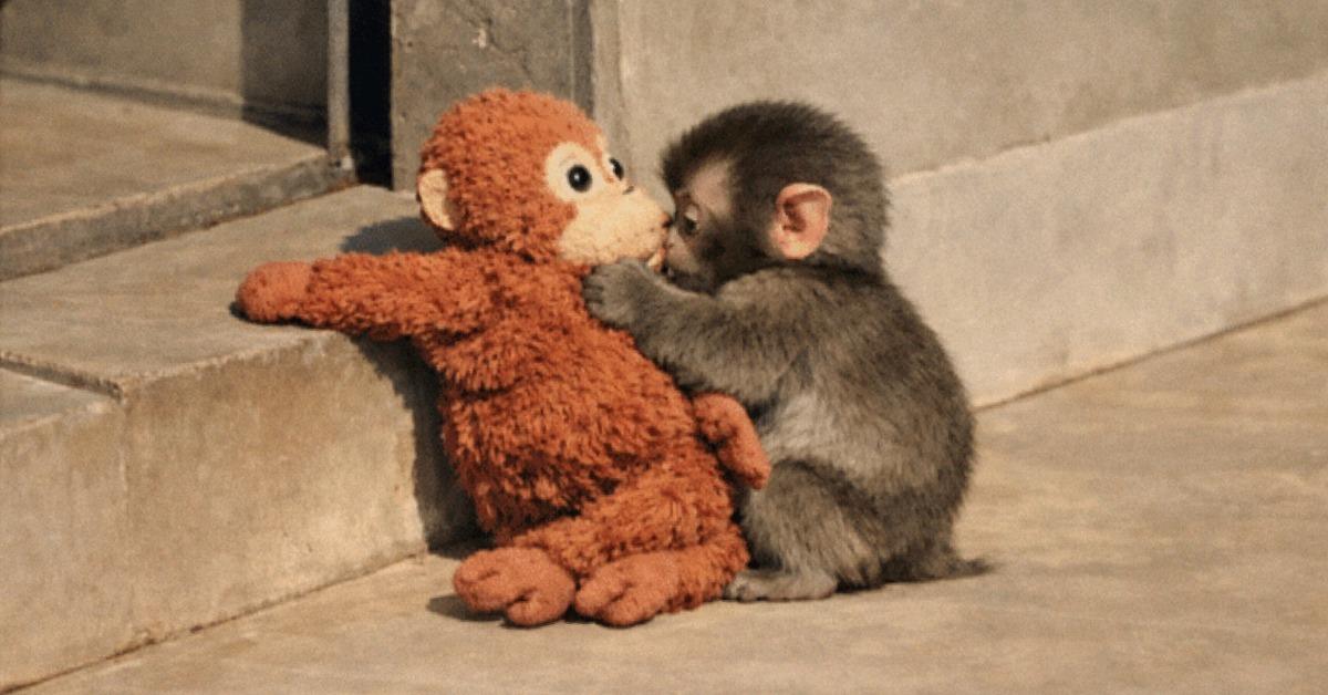 The Viral Punch Monkey Story